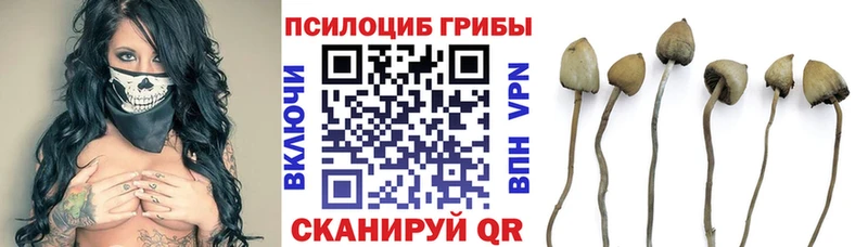 Галлюциногенные грибы GOLDEN TEACHER  Купить закладки  Мирный 